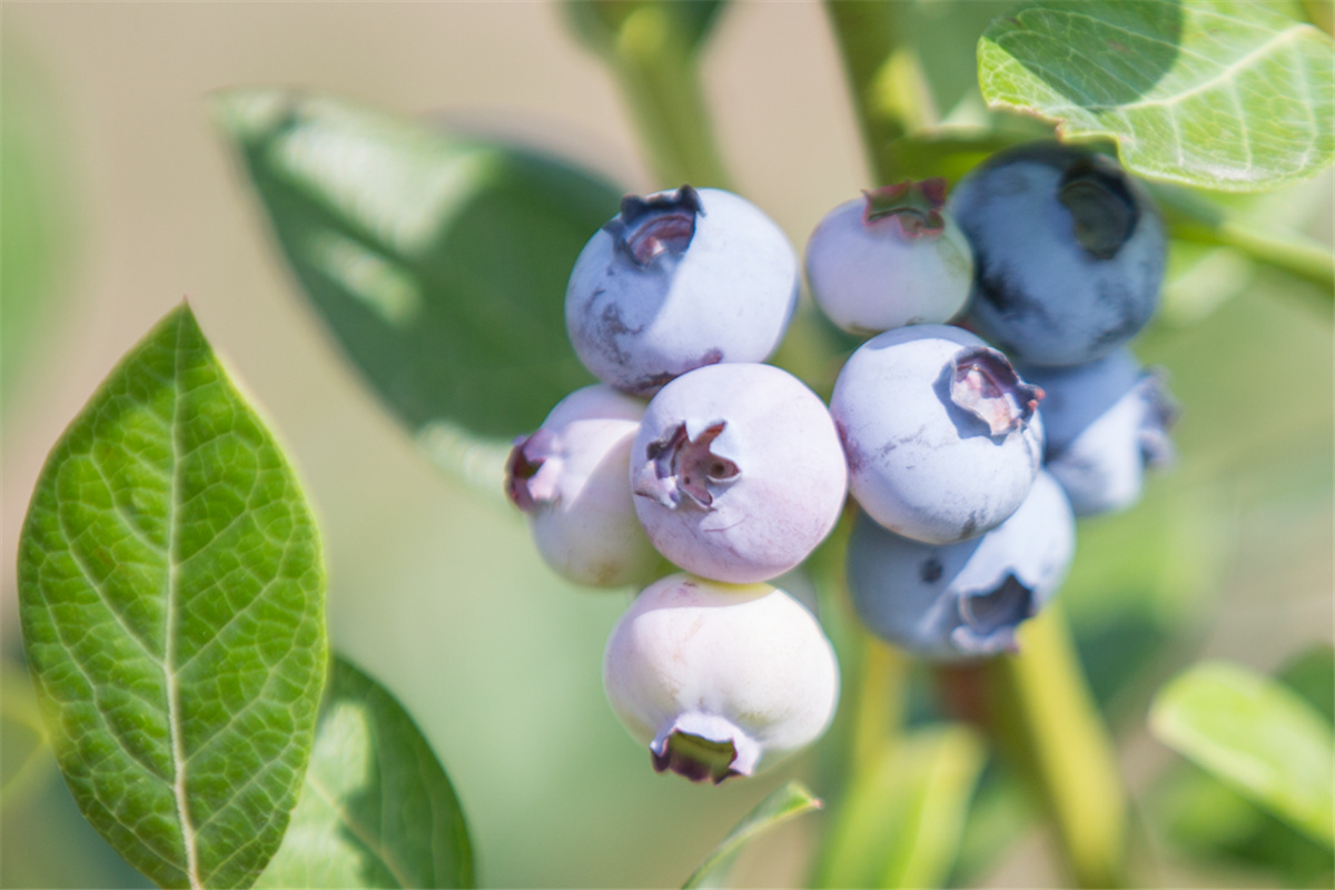 蓝莓 蓝莓