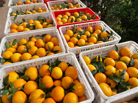 1729755231108.jpg 1729755231108.jpg