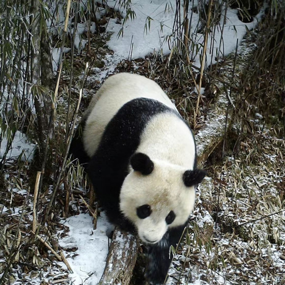 1733715081610.jpg 1733715081610.jpg