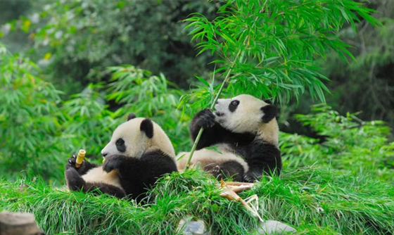 db47c67be3b59412107467e30f19f8c.png db47c67be3b59412107467e30f19f8c.png