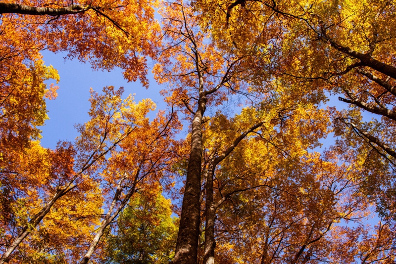 光雾山红叶最佳观赏期已至