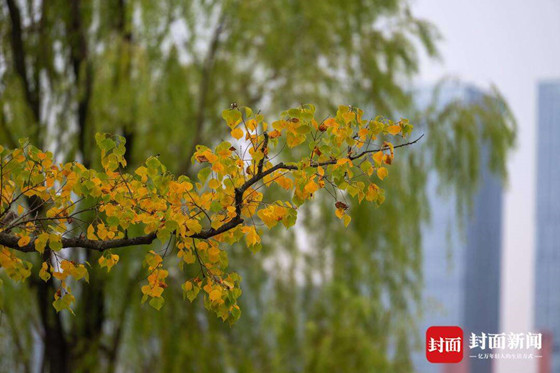 赏秋不跑远 成都多个城区公园也能看红叶