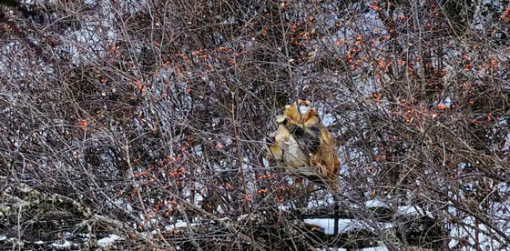 首次！阿坝州牟尼沟二道海景区记录到川金丝猴活动 生态保护成果显现