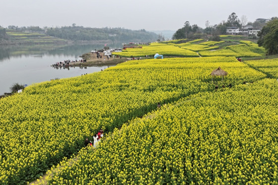 1741444785733.jpg 1741444785733.jpg