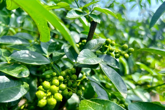 da65098270990e6ce0eb7e13f94adc.jpg da65098270990e6ce0eb7e13f94adc.jpg