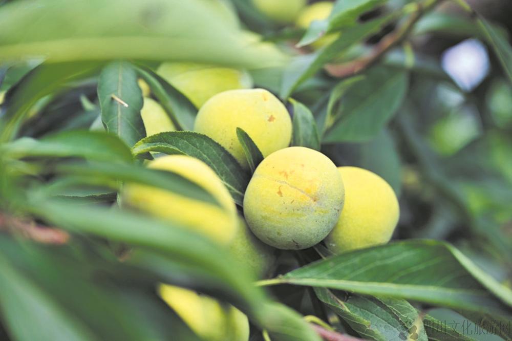 1753141743534.jpg 1753141743534.jpg